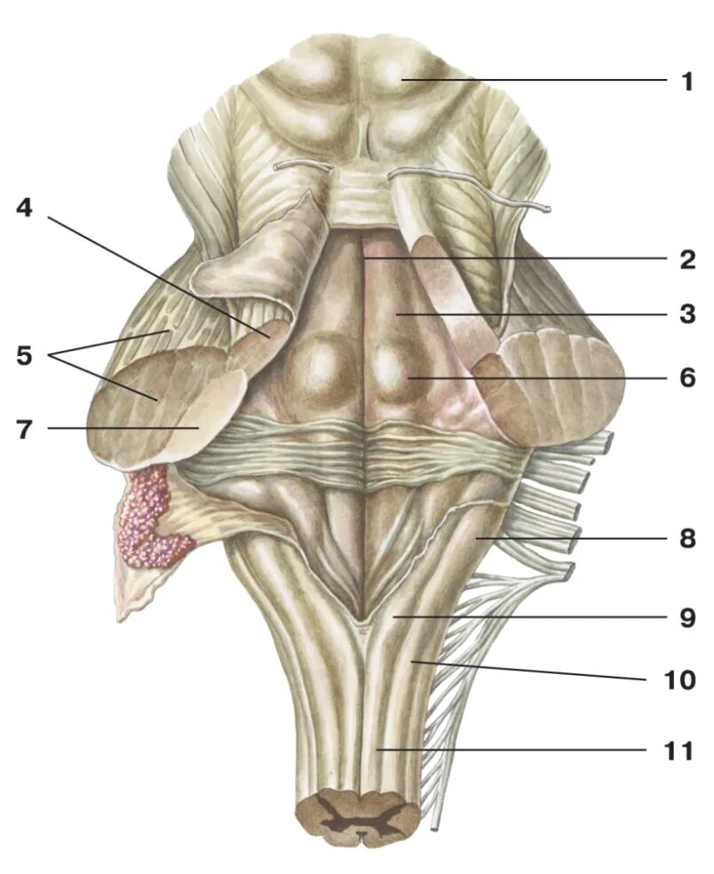 4 Желудочек ромбовидная ямка. Продолговатый мозг анатомия дорсальная поверхность. Ромбовидная ямка продолговатого мозга. Продолговатый мозг вентральная поверхность дорсальная поверхность.