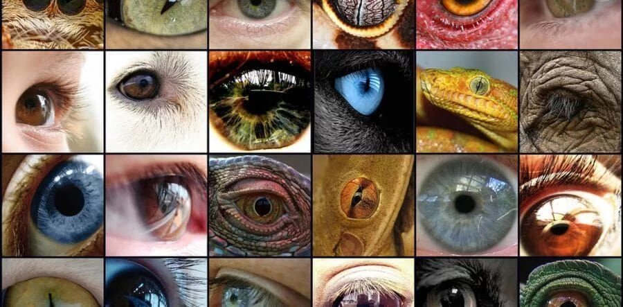 Разнообразие глаз. Глаза человека и животных. Необычные глаза животных. Зрение человека и животных. Цвет глаз животных.