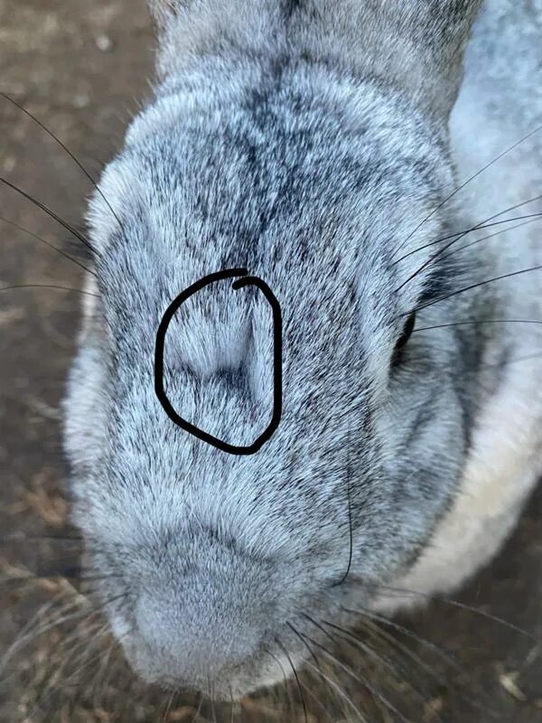 У кроликов шерсть нормальной. Шерсть кролика.