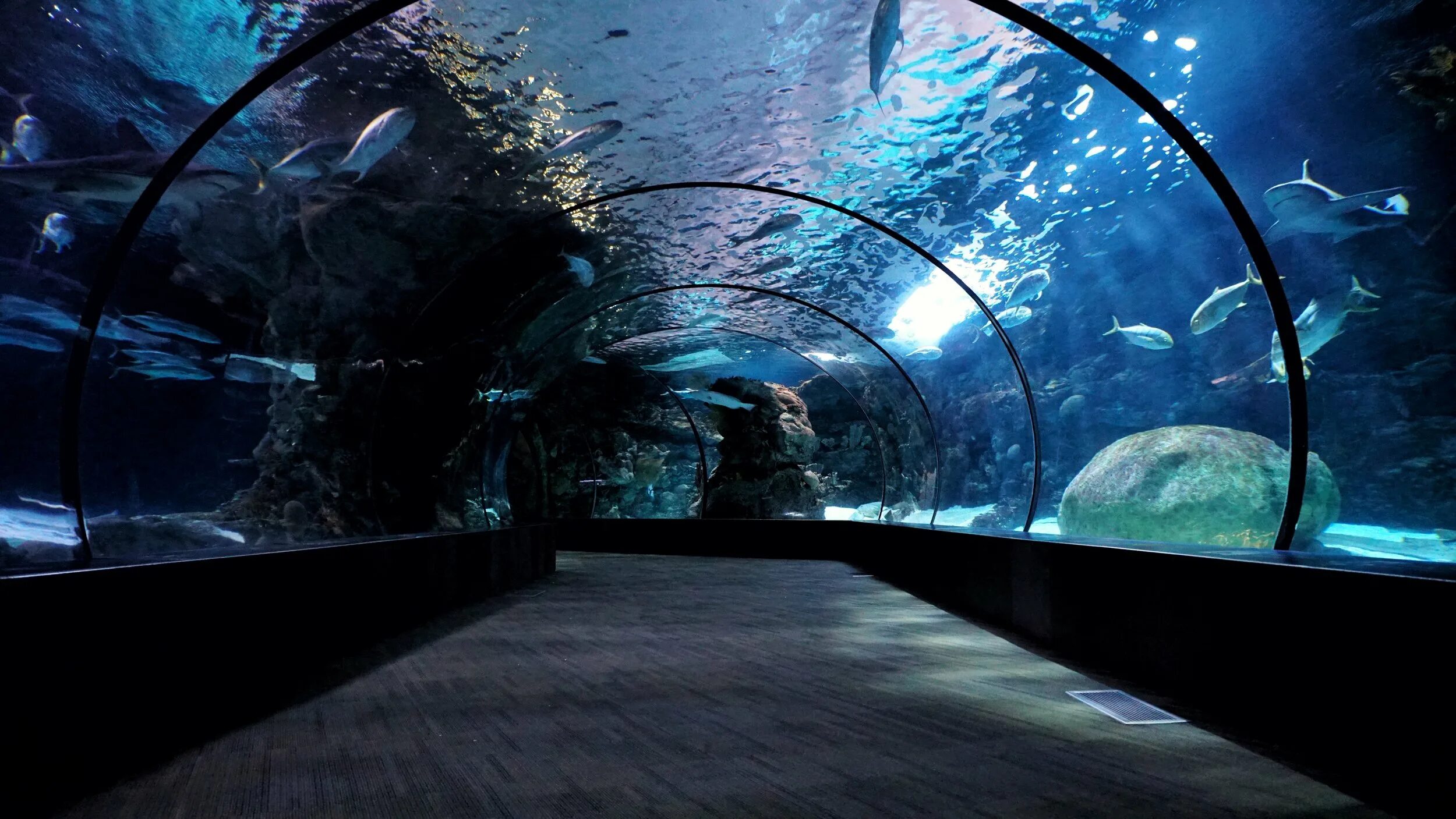 Aquarium перевод. Сочи, океанариум Sochi Discovery World Aquarium. Сочи Дискавери ворлд аквариум. Аквариум Рипли Торонто. Аквариум Пасифик Лос Анджелес.