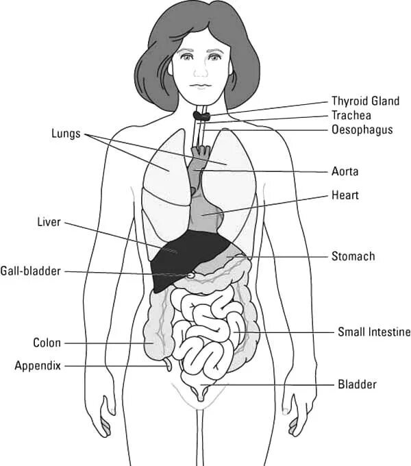Строение внутренних женских органов человека. Схематическое изображение органов человека. Строение тела женщины. Строение женского тела внутренние органы.