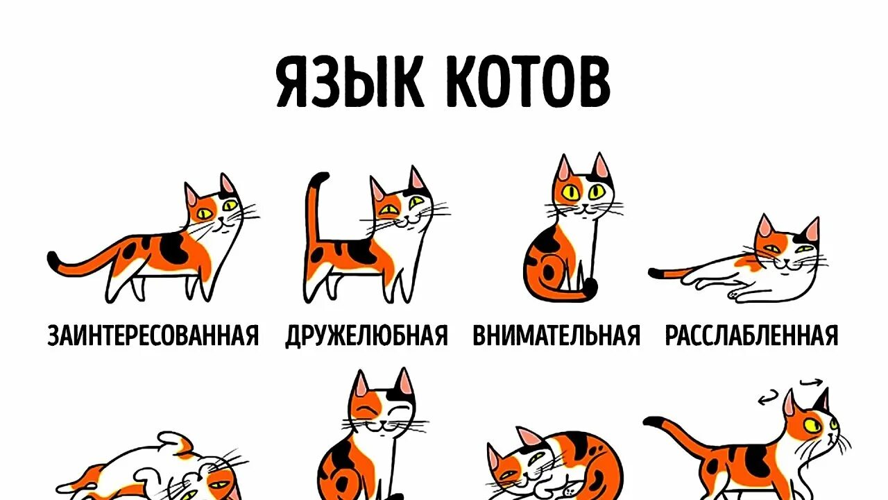 Поговори на кошачьем. Как понять язык кошек. Язык жестов кошек. Эмоции кота по хвосту. Настроение кота.