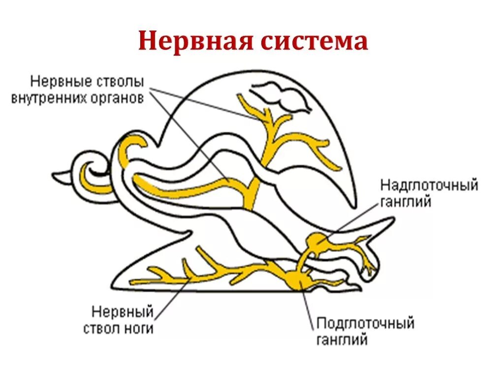 Нервная система брюхоногих моллюсков схема. Строение нервной системы моллюсков. Нервная система моллюсков представлена. Нервное строение улитки. Диффузно разбросанная нервная система