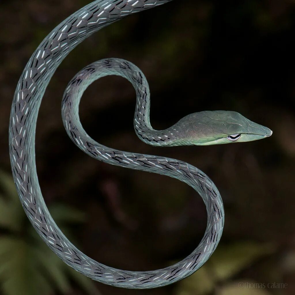 Тонкая змейка. Ahaetulla prasina. Зеленая плетевидная змея (Ahaetulla prasina). Змея длиннорылая плетевидка. Виноградная змея (длиннорылая плетевидка).