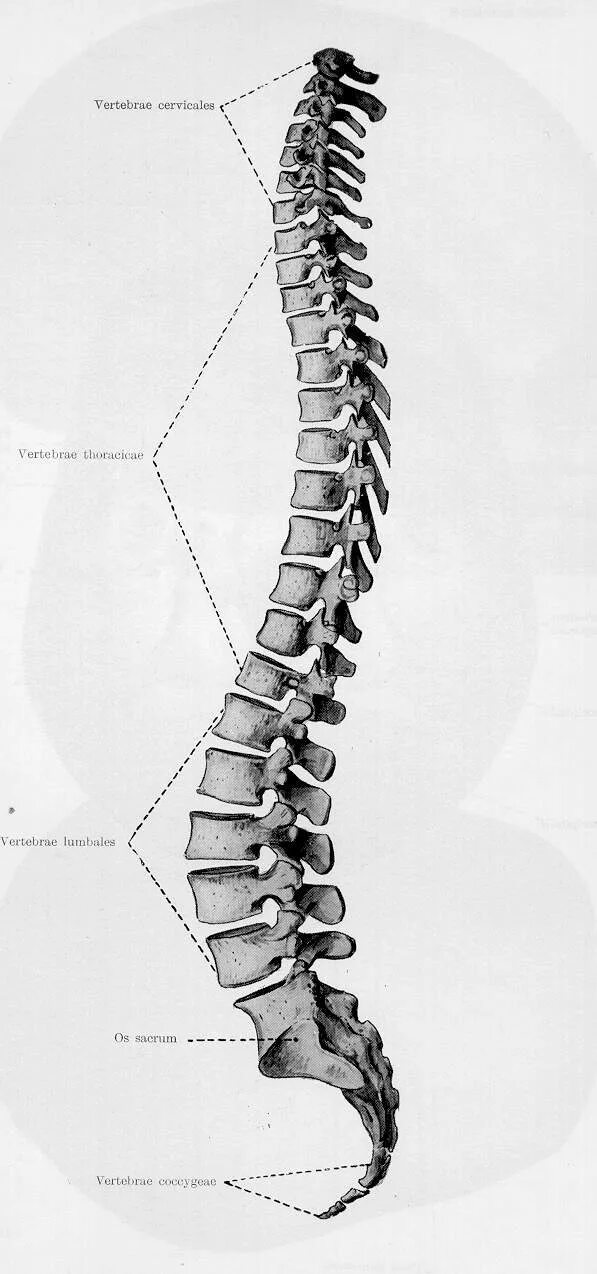 Изгибы костей. Позвоночный столб шейный лордоз. Скелет анатомия Позвоночный столб. Грудной отдел позвоночника скелет. Скелет позвоночника vertebra.
