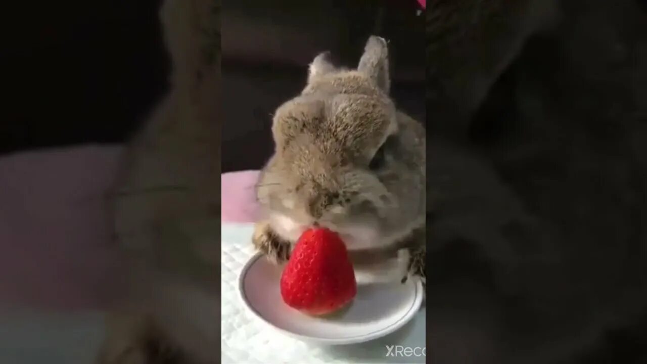 Можно ли кроликам клубнику. Кролик ест клубнику прикол. Кролик милота. Rhjkbr d rke,BBRT. Кролик ест картошку.