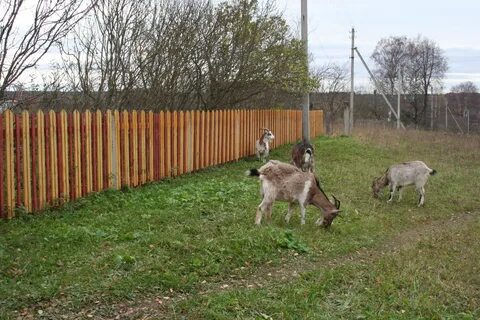 Погода коза