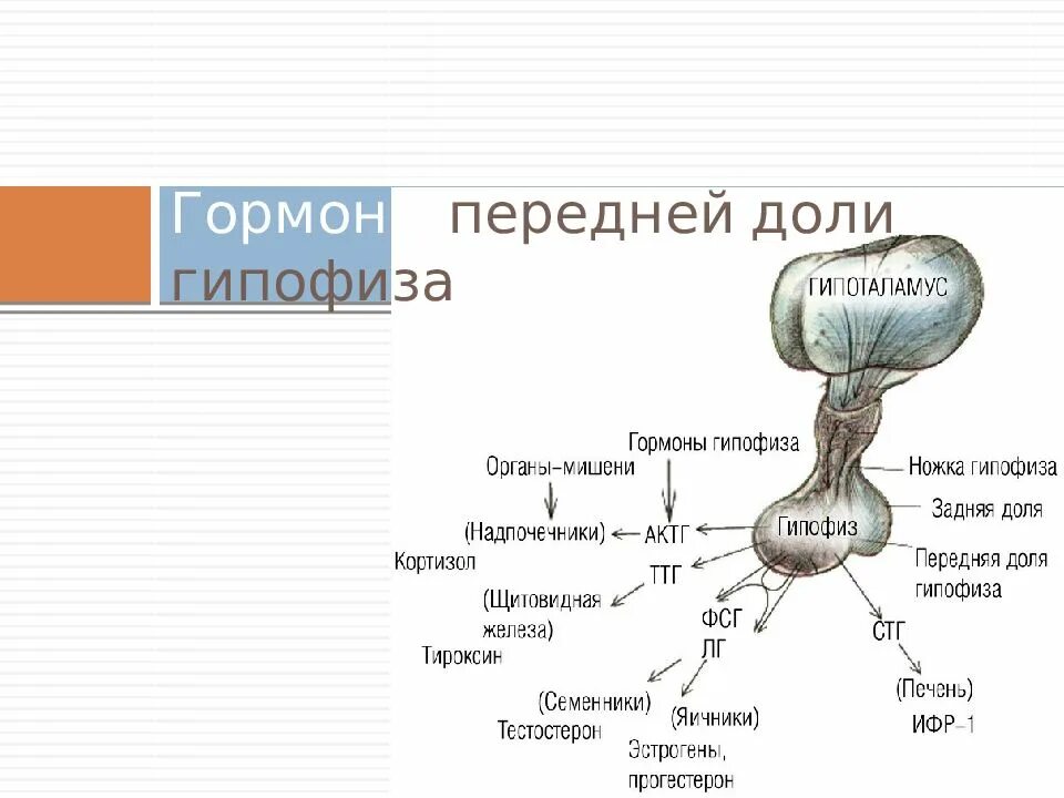 Виды гипофиза. Гормоны гипоталамуса и передней доли гипофиза. Гормоны передней доли гипофиза схема. Гормоны регулирующие функции гипофиза.