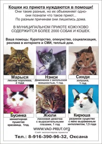 Приют кошек помочь