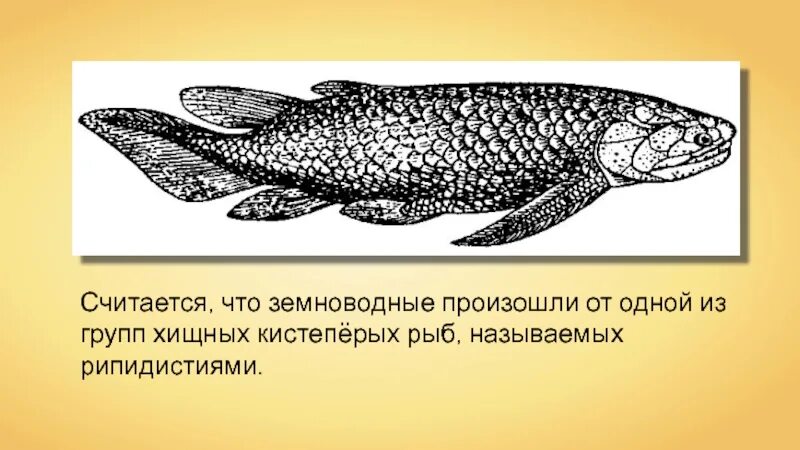 Латимерия двоякодышащая рыба. Кистеперые рыбы девона. Древние кистеперые рыбы Эволюция. Кистепёрые рыбы земноводные. Появление кистеперых рыб