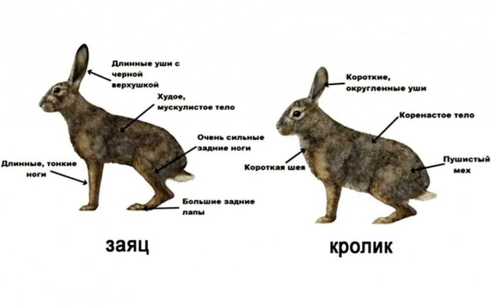 Отличие кроликов от Зайцев. Различие между зайцем и кроликом. Отличие зайца от кролика. Заяц и кролик отличия. Как отличить дикую