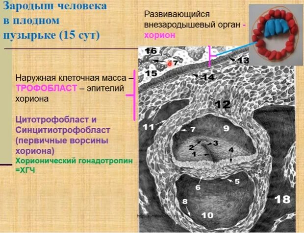 Тип питания трофобласта в первые две недели