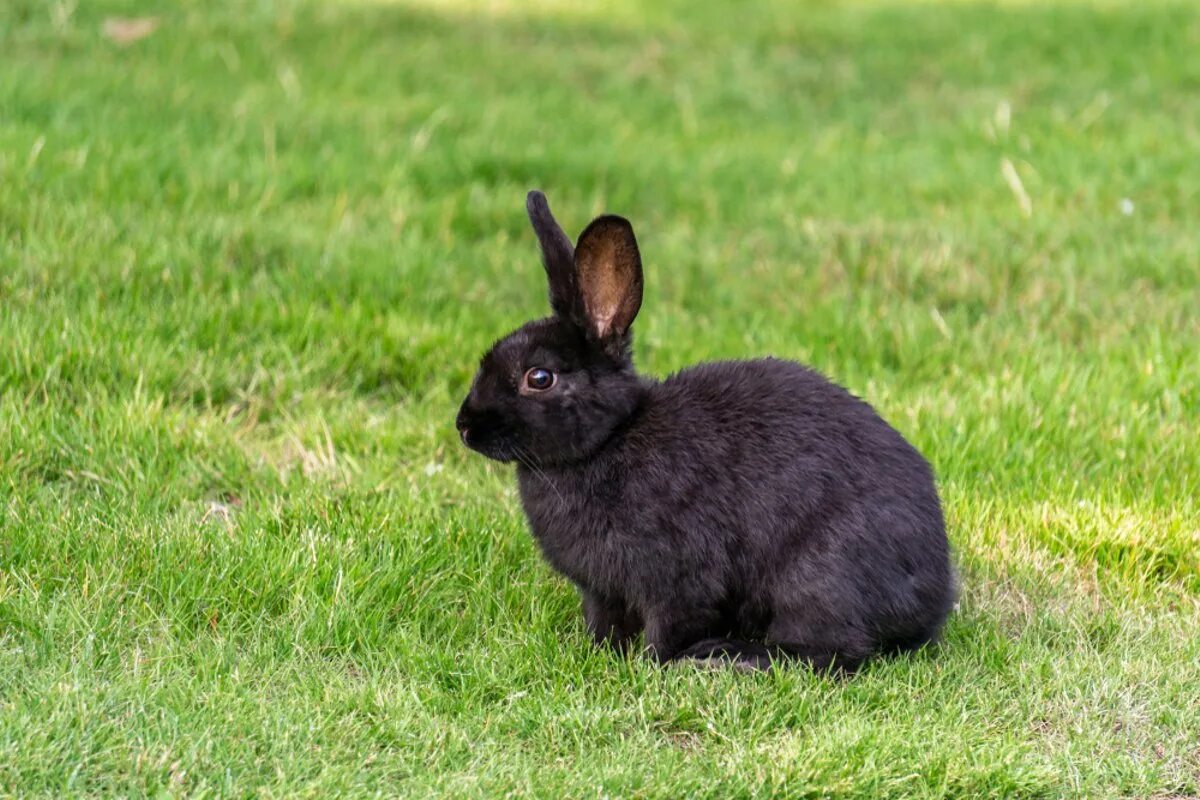 Черный кролик на английском. Черный кролик. Милый черный кролик. Весенний черный кролик. Черный кролик 2023.