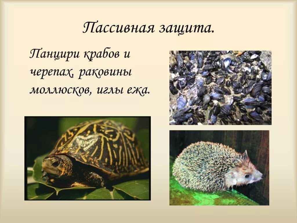 Адаптации средства пассивной защиты. Средства пассивной защиты у животных. Пассивная защита у животных примеры. Средства пассивной защиты у растений и у животных. Черты приспособленности слоновых черепах