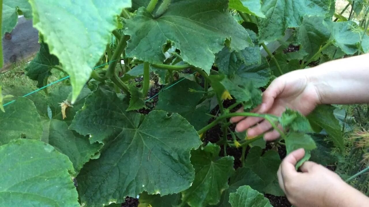 Где пасынки у огурцов. Пасынки на огурцах. пасынки у огурцов. стебли огурцов. пасынки на огурцах фото.