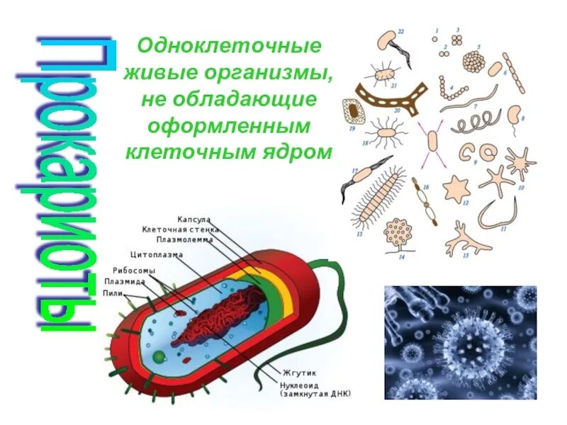 Оформленное ядро прокариоты. Одноклеточные прокариоты. Клетка прокариот. Клетки, обладающие оформленным клеточным ядром. Организмы не имеющие ядра.