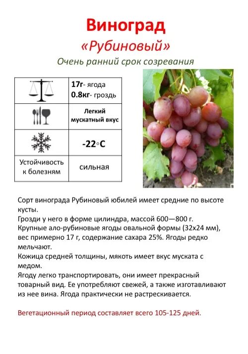 Подкормка винограда. Подкормка винограда весной схема. Подкормка винограда весной схема. Виноград рубиновый юбилей описание сорта. Подкормка винограда весной схема.