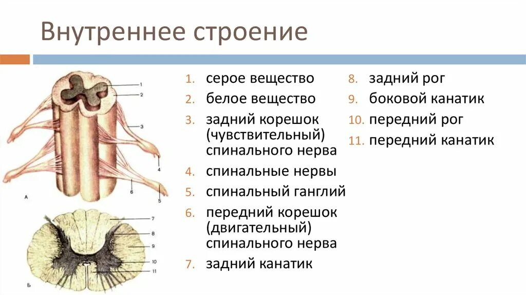 Что такое задние канатики в строении спинного мозга. Внутреннее строение спинного мозга сбоку. Внутреннее строение спинного мозга серое вещество. Наружное строение спинного мозга анатомия. Серые столбы спинного мозга