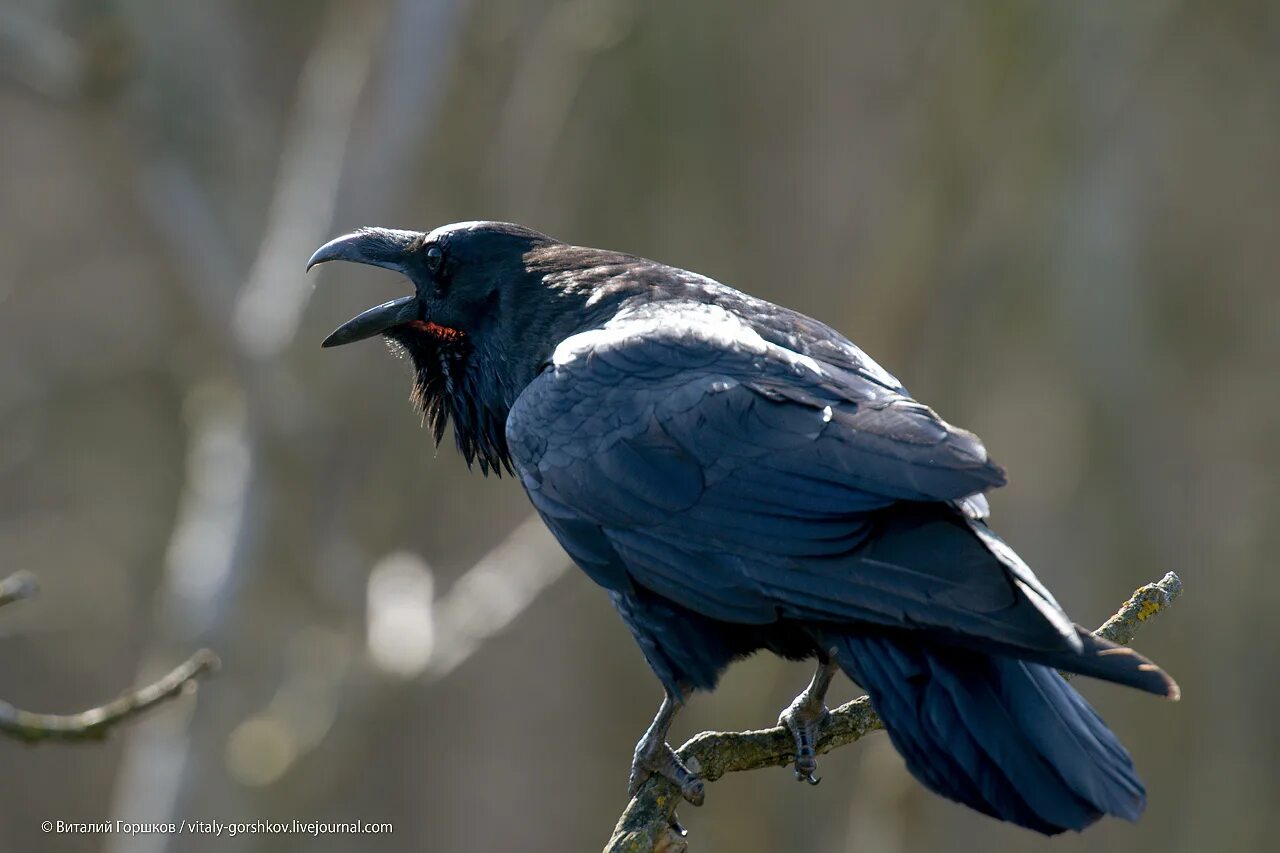 Ворон на ветке. Ворон каркает. Ворона сидит. Ворон сидит. Ворона.