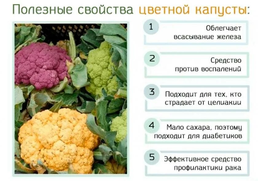 Какого витамина больше всего в капусте. Цветная капуста. Чем полезна цветная капуста для организма. Что полезного в цветной капусте. Полезность цветной капусты.