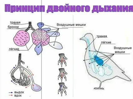 Практическая работа изучить способы дыхания у животных
