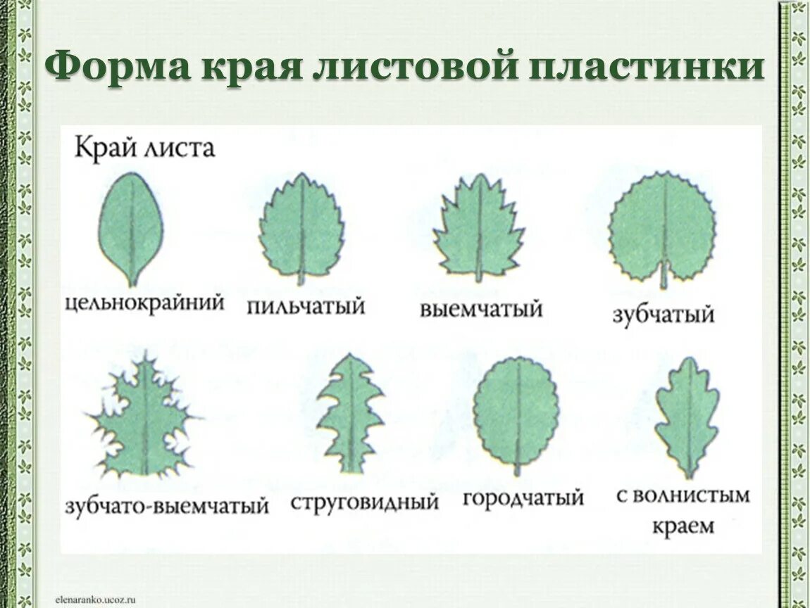 Часто имеют сильно рассеченные и линейные листья. Схема листовой пластинки. Листья форма края листовой пластинки. Формы цельных листовых пластинок. Классификация листьев по форме листовой пластинки.