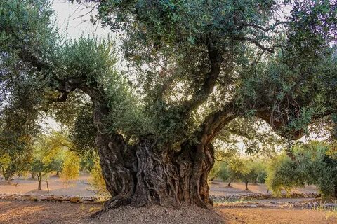 Tree отзывы