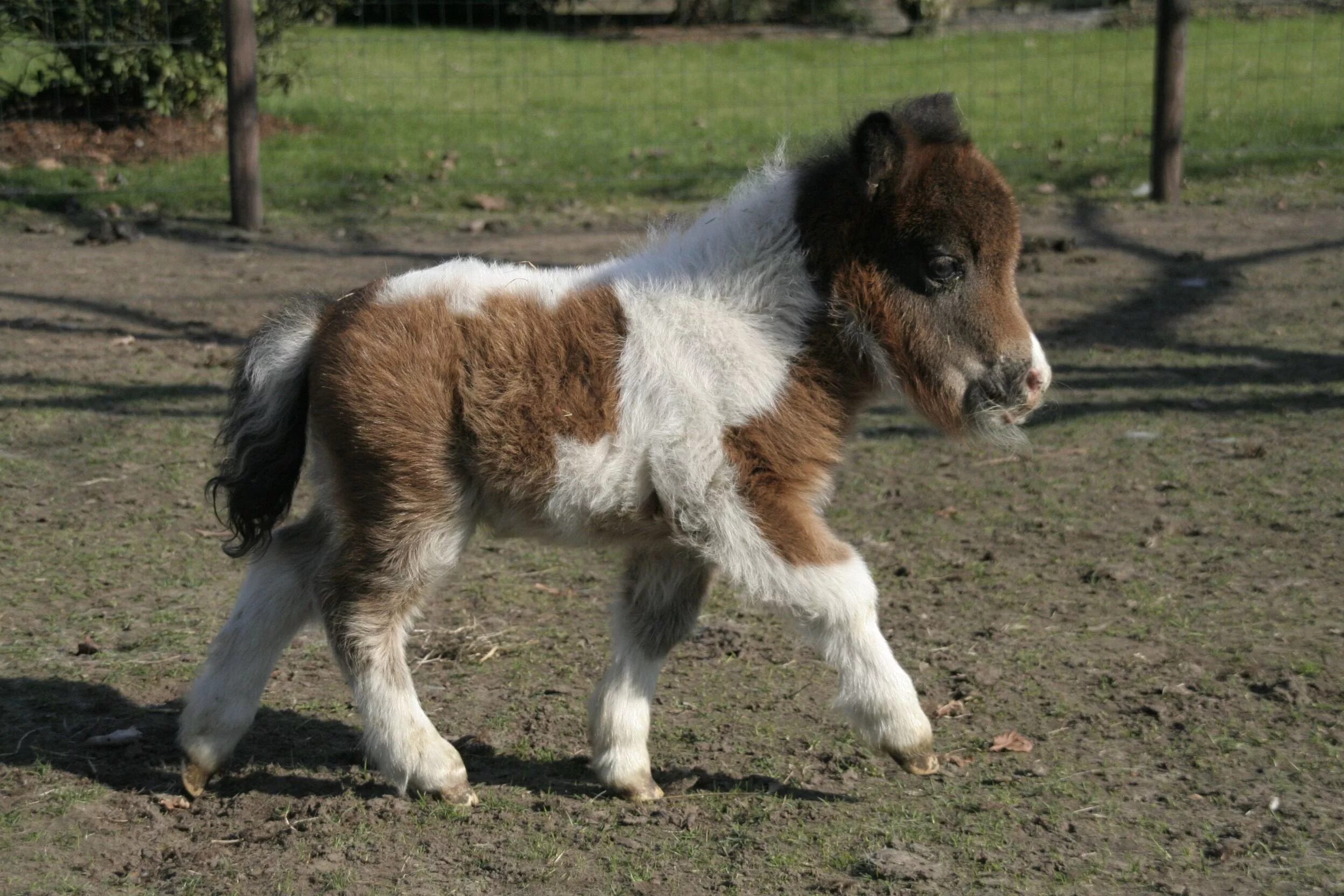 Mini pony