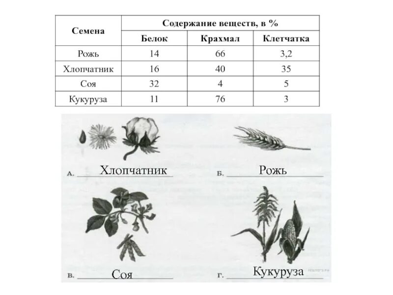 Задания ВПР 5 класс биология. ВПР 5 класс биология темы. ВПР по биологии 5 класс биология 5 задание. Задачи по биологии 5 класс.