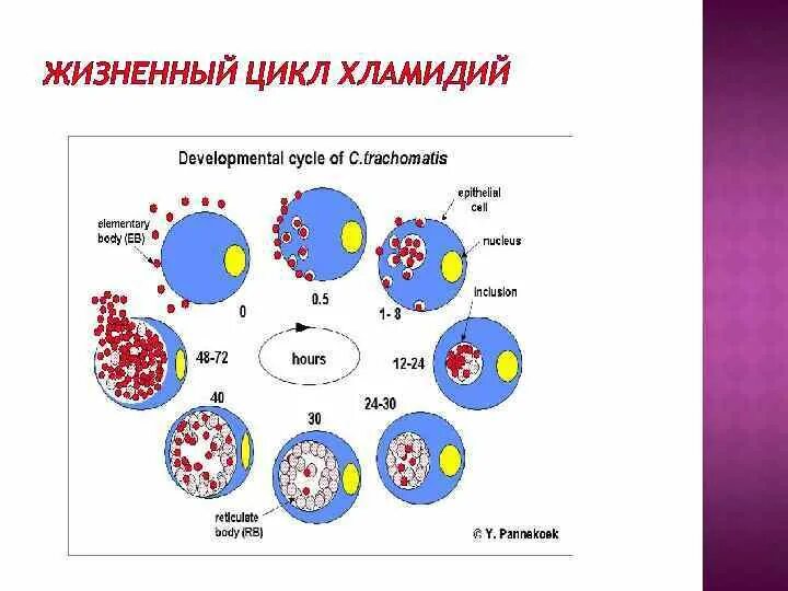 Жизненный цикл хламидий схема. Жизненный цикл хламидии микробиология. Цикл внутриклеточного развития хламидий. Стадии цикла развития хламидий.