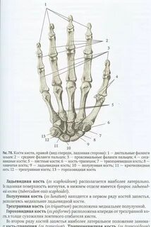 Левая фаланга пальца