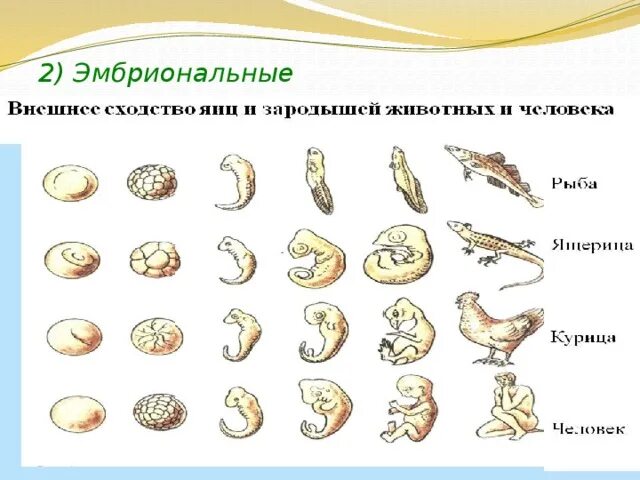 Прямое эмбриональное развитие. Эмбриональное развитие человека таблица. схема эмбрионального развития. этапы эмбрионального развития человека. стадии эмбрионального развития животных.