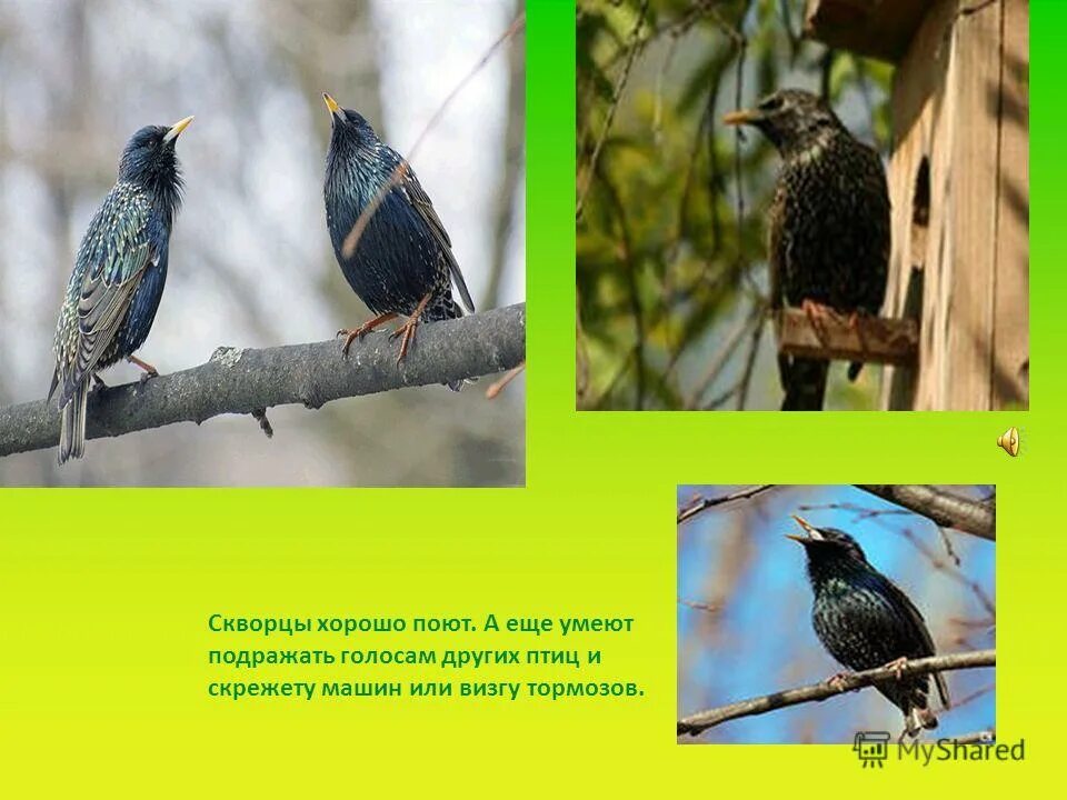 птицы которые подражают голосам других птиц. птица подражающая голосам других птиц. птица подражающая голосам других птиц. красноплечий трупиал. какая птица подражает голосам птиц.