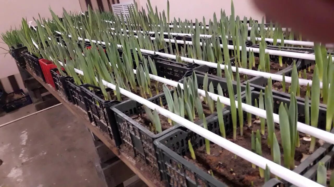 Ящики для выращивания тюльпанов. Тюльпан Хоризон выгонка. Технология 9 градусный выгонка тюльпана. Лоток для выгонки тюльпанов гидропонной. Ящик для гидропонной выгонки тюльпанов.