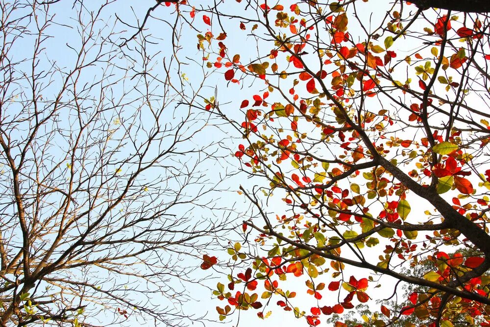Дерево не дало листьев. Дерево с опавшей листвой. Дерево с опавшими листьями. Осень деревья. Облетевшие деревья.