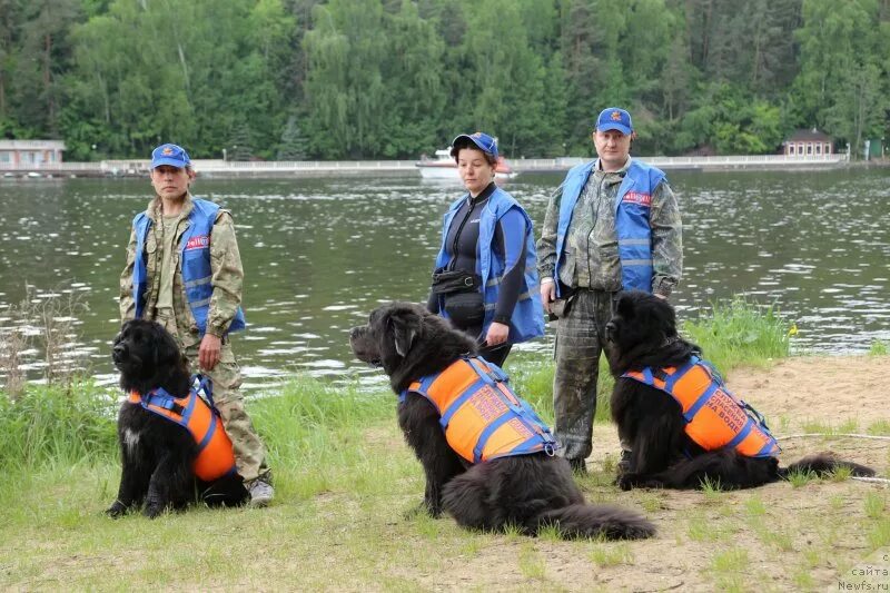 Ньюфаундленд спасатель. Собака спасатель ньюфаундленд. Собаки спасатели породы ньюфаундленд.