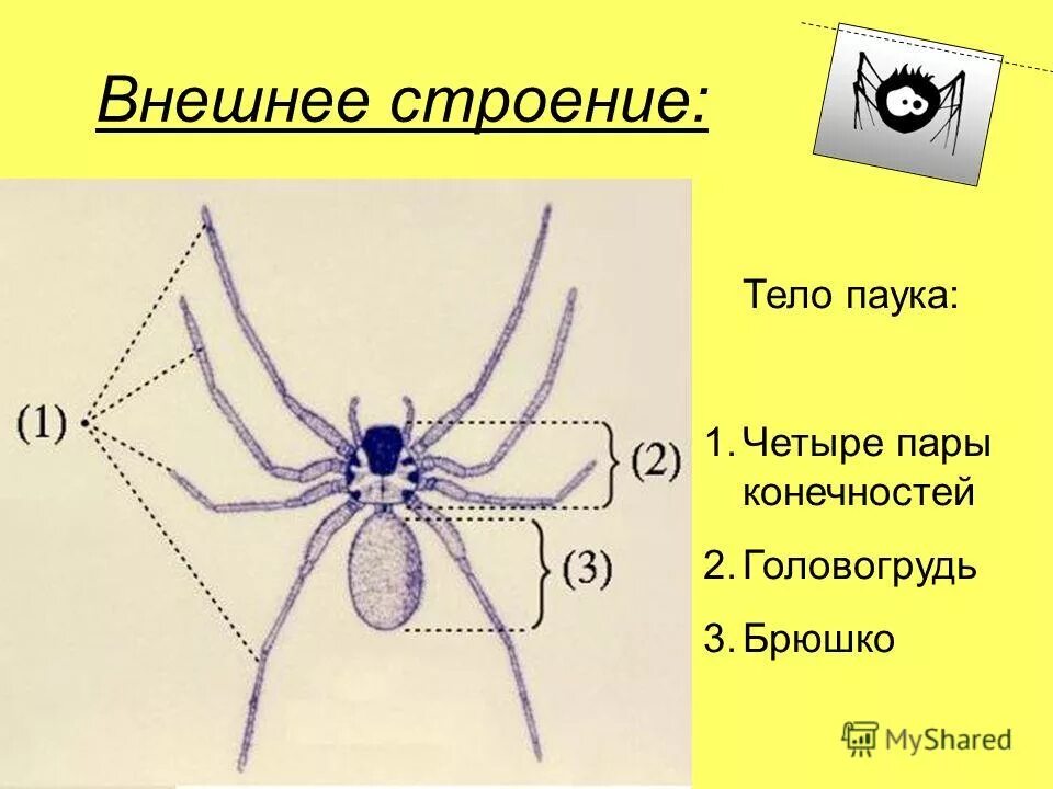 Паукообразные схема. Внешнее строение паука схема. Строение паука. Паук строение тела. Название частей тела паука.