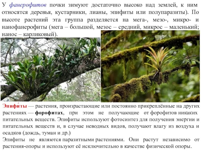 Лианы и Эпифиты. Пресноводные водоросли Эпифиты. Растения Эпифиты примеры. Жизненная форма лианы. Отношения между деревом и эпифитом