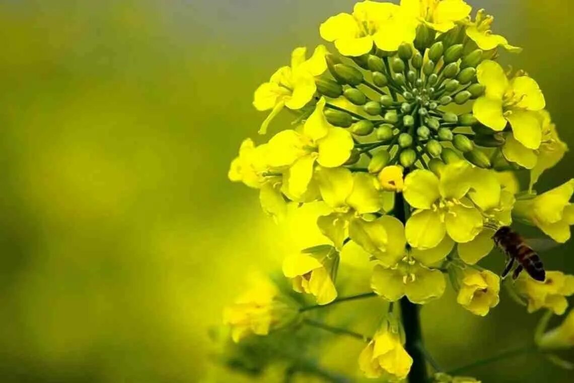 Картинки крестоцветных. Гулявник растение. Картинки крестоцветных. Крестоцветные. Горчица крестоцветное растение.