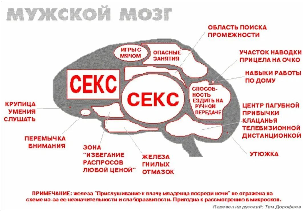 Какого размера мозги