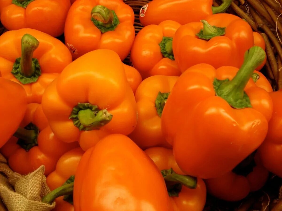 перец сладкий "оранжевый бык f1". перец сладкий "оранжевый бык f1". оранжевый перец сорта. перец оранжевый красавец 15шт. перец сладкий оранжевый красавец.