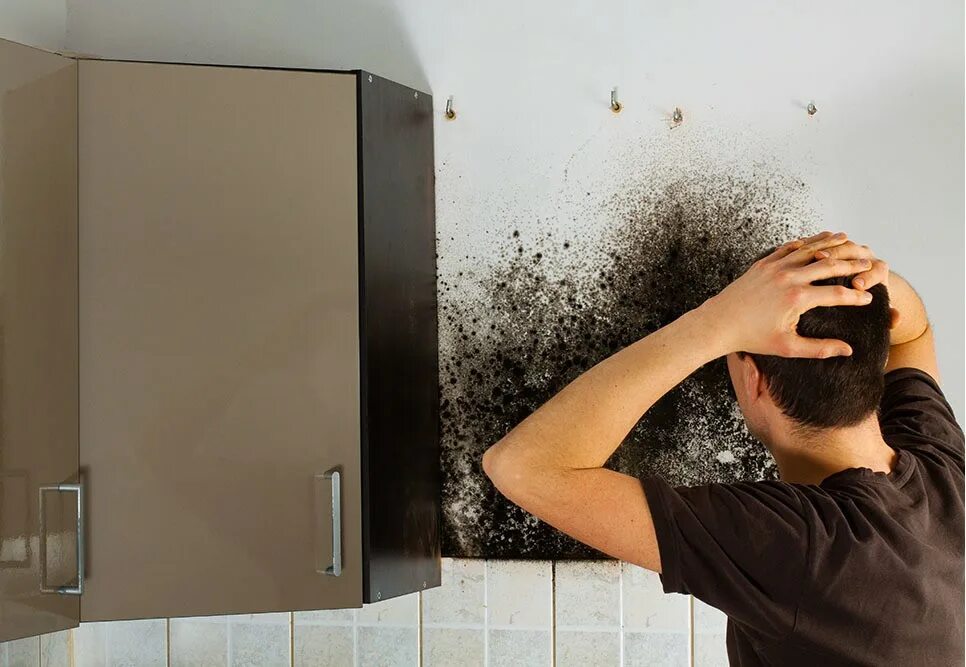 Почему пахнет плесенью. Плесень на кухне. Плесень на кухне на стене. Черная плесень в квартире. Вытяжка от плесени на стенах.