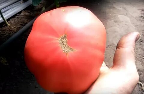 Артикул. ₽. томат (помидор). однолетние. 