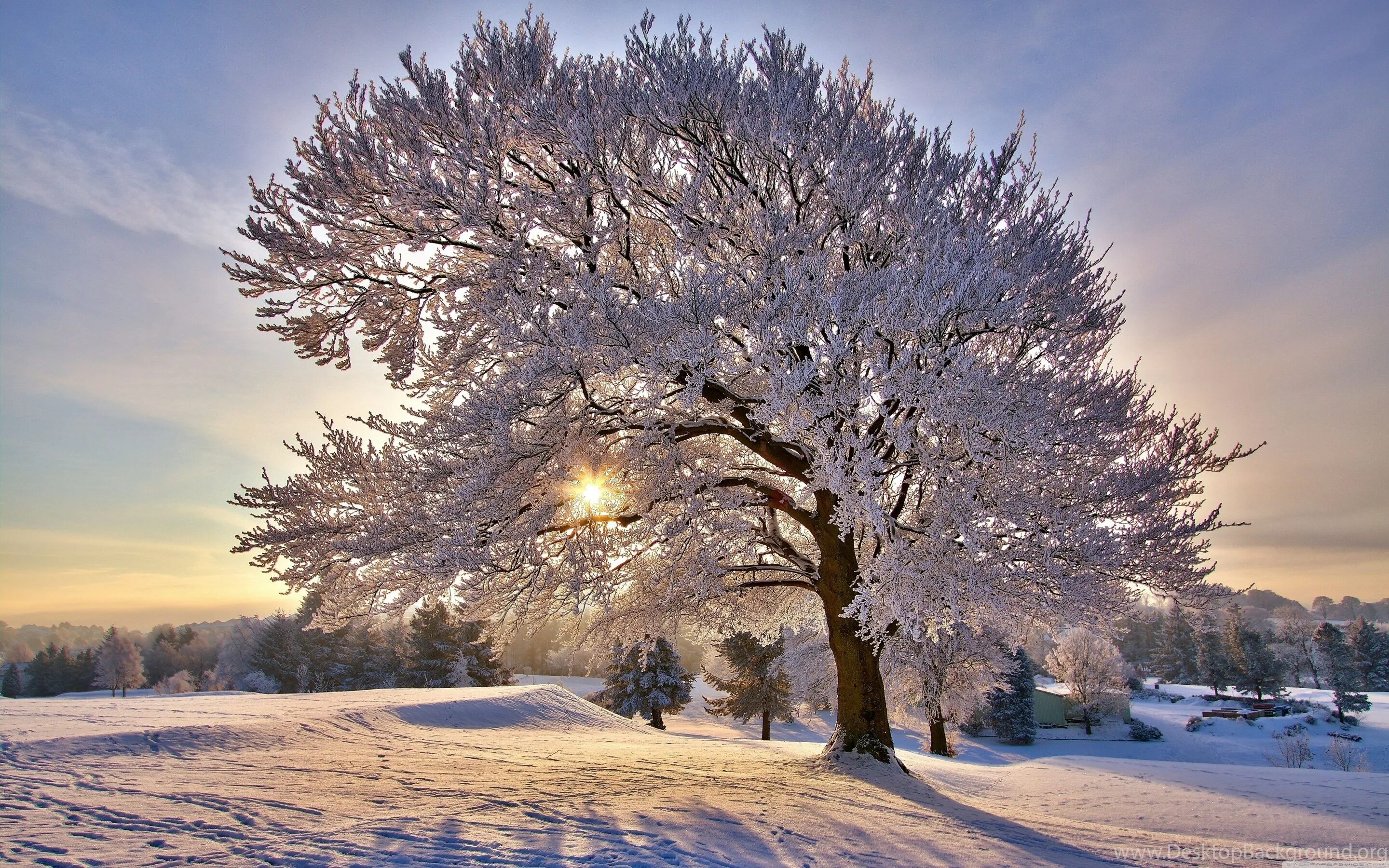 Is winter beautiful. Зимнее дерево. Деревья в снегу. Заснеженные деревья. Зимняя природа.