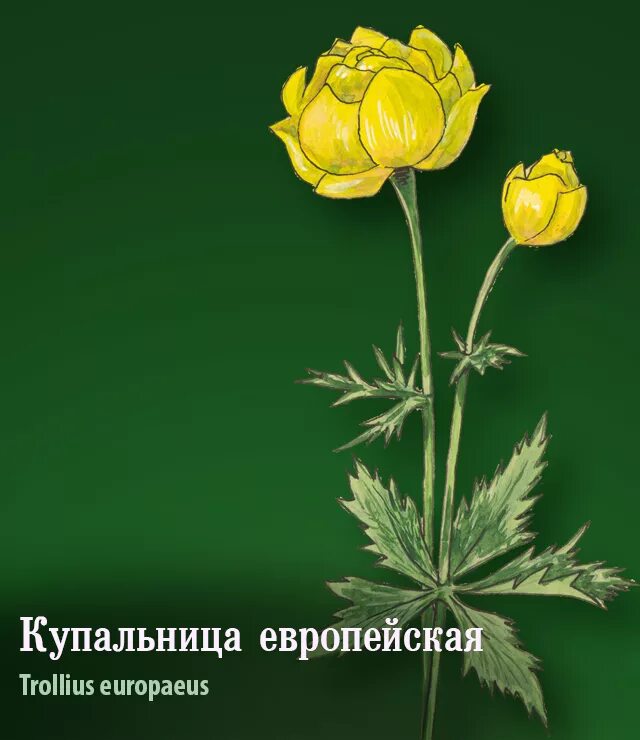 Купальница европейская рисунок. Италмас купальница европейская. Италмас цветок. Как нарисовать купальницу. Купальница европейская.