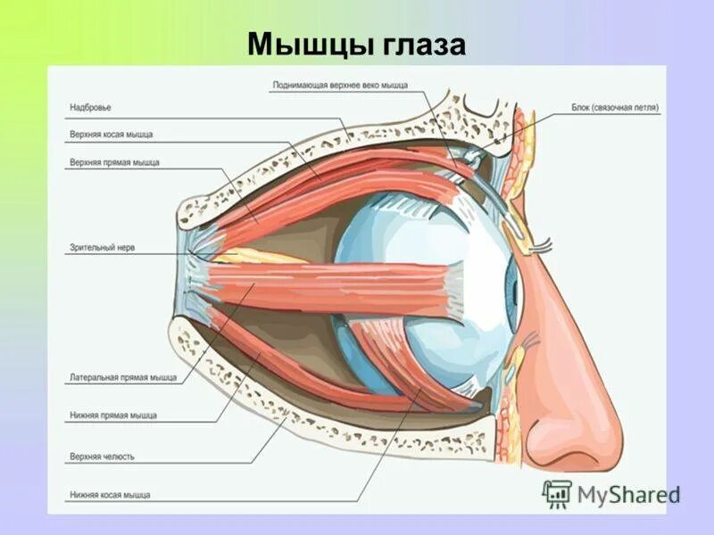 Имеет место крепления глазодвигательных мышц. Мышцы глазное яблоко строение анатомия. Наружные мышцы глазного яблока функции. Мышцы глазного яблока анатомия схема. Глазодвигательные мышцы строение.