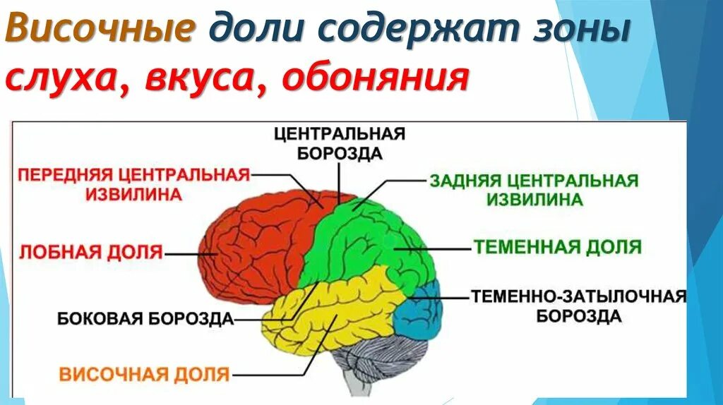 Функции лобной доли головного. Анатомия височной доли головного мозга. Функции височной доли головного.