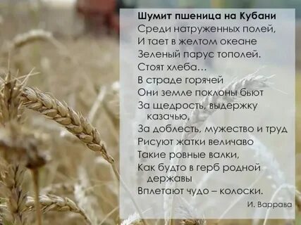 Песня пшеница золотая текст
