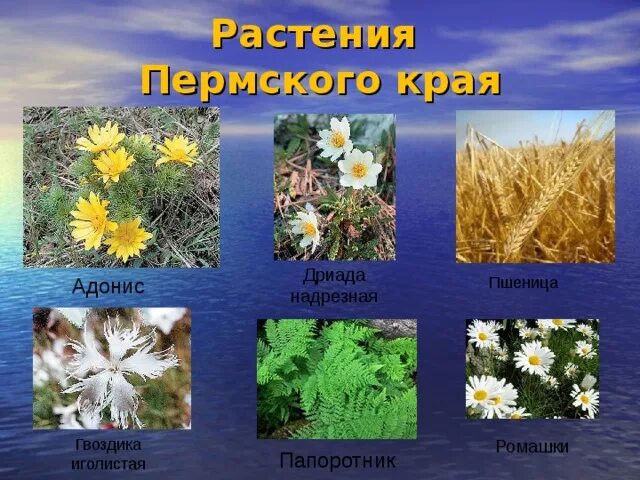 Картинки РАСТЕНИЯ ПЕРМСКОГО КРАЯ НАЗВАНИЯ