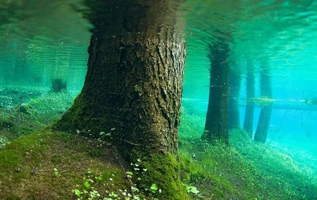 Где деревья в воде